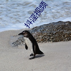 抖淫(淫)视频