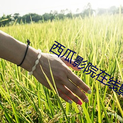 西瓜影院在线影音 （石漠）