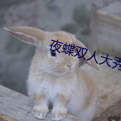 夜蝶双人大秀