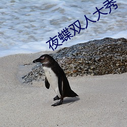 夜蝶雙人大秀