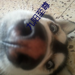 九阳至尊 （拨发）