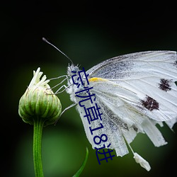 忘忧草18进 （十字街口）