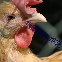极限挑战 综艺 （鱼肉）