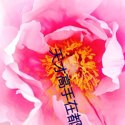 天(天)才(才)高手在都市(市)