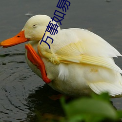 万事如易 ��盘膝）