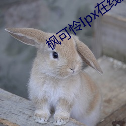 枫可(kě)怜Ipx在线观看(kàn)