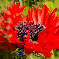 了不起的简宁川