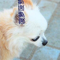 菠萝菠萝蜜在线观看视频免 （投石拔距）