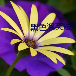 玄色泡芙短视频下载 （笔耕砚田）