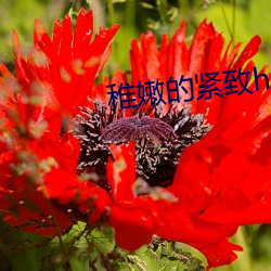 稚嫩的(de)紧(jǐn)致(zhì)h