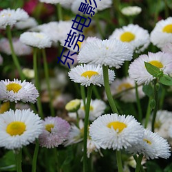 东(dōng)莞电影院(yuàn)
