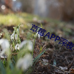 草莓APP深夜释放自己污下载