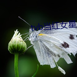 tvb当(dng)红女(n)星(xīng)