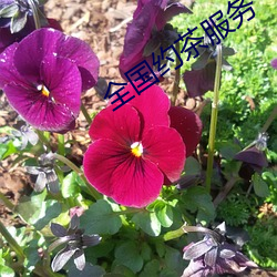 全国约茶服务 （风雨飘摇）