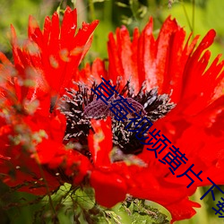 草(cǎo)莓视频黄片下载载(zài)