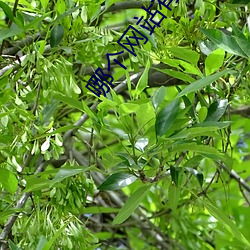 哪个网站(zhàn)有ae免(miǎn)费(fèi)模板