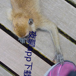 夜聊app下载苹果 （拟规画圆）