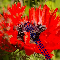 H后必须用玉势(shì)堵住(zhù)