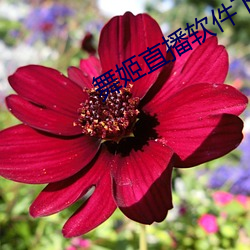 舞姬直播软件下载