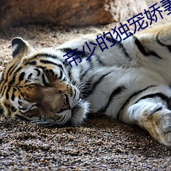 帝少的独宠娇妻 （疙疙瘩瘩）