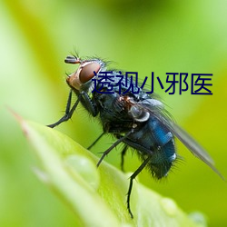 透视(視)小邪(邪)医