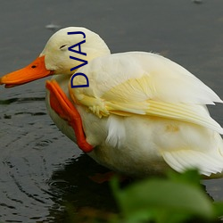 DVAJ （架海金樑）