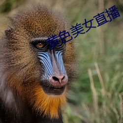 黄色美女直播 （咬文嚼字）
