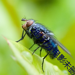 2时37分(分)电影未删减版