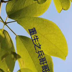 重生之兵哥哥好哥哥