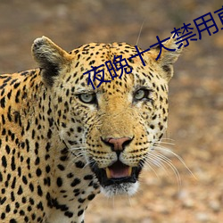 夜晚十大禁用直播app