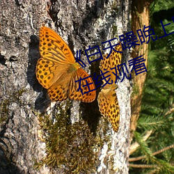 ��白天躁晚上躁天天躁��免費不卡在線觀看