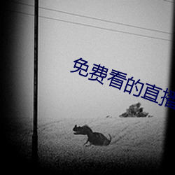 免费看的直播平台