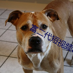 富(f)二代短视(shì)频app