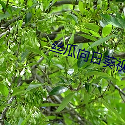 丝(絲)瓜向日(日)葵视(視)频app视(視)频(頻)免(免)费(費)观(觀)看