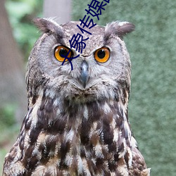 大象(象)传媒(媒)国产(産)