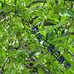 穿(chuān)成七(q)零(líng)白富美(mi)