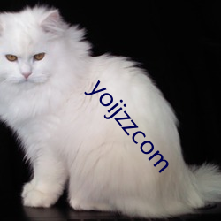 yoijzzcom