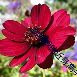 女总裁的近身高手 （玉昆金友）