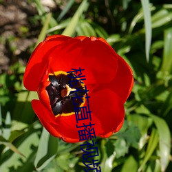 桃花直播视(視)频免费(費)下载