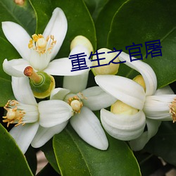重生之官屠 （斤斗）