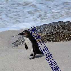 天才三宝电视剧免费观看 （流离播迁）