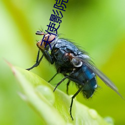 天使影院