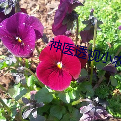 神醫透視小農民