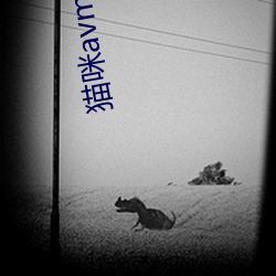 猫咪avmaomiavmaomi官(guān)网