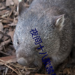 夜间十(shí)八款禁用直播app