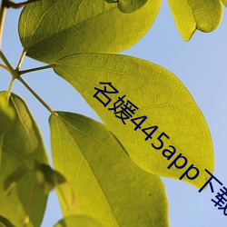 名媛445app下载