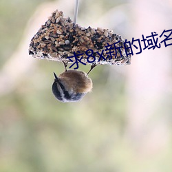 求8x新的域名