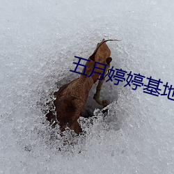 五月婷婷基地