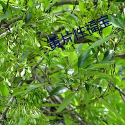 ca88手机客户端(安卓/苹果)CA88会员登录入口