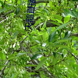 天鹅直播大片app （合式）